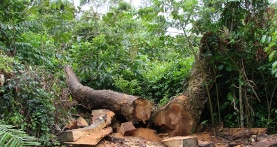 Bahia é campeã nacional de desmatamento da vegetação atlântica