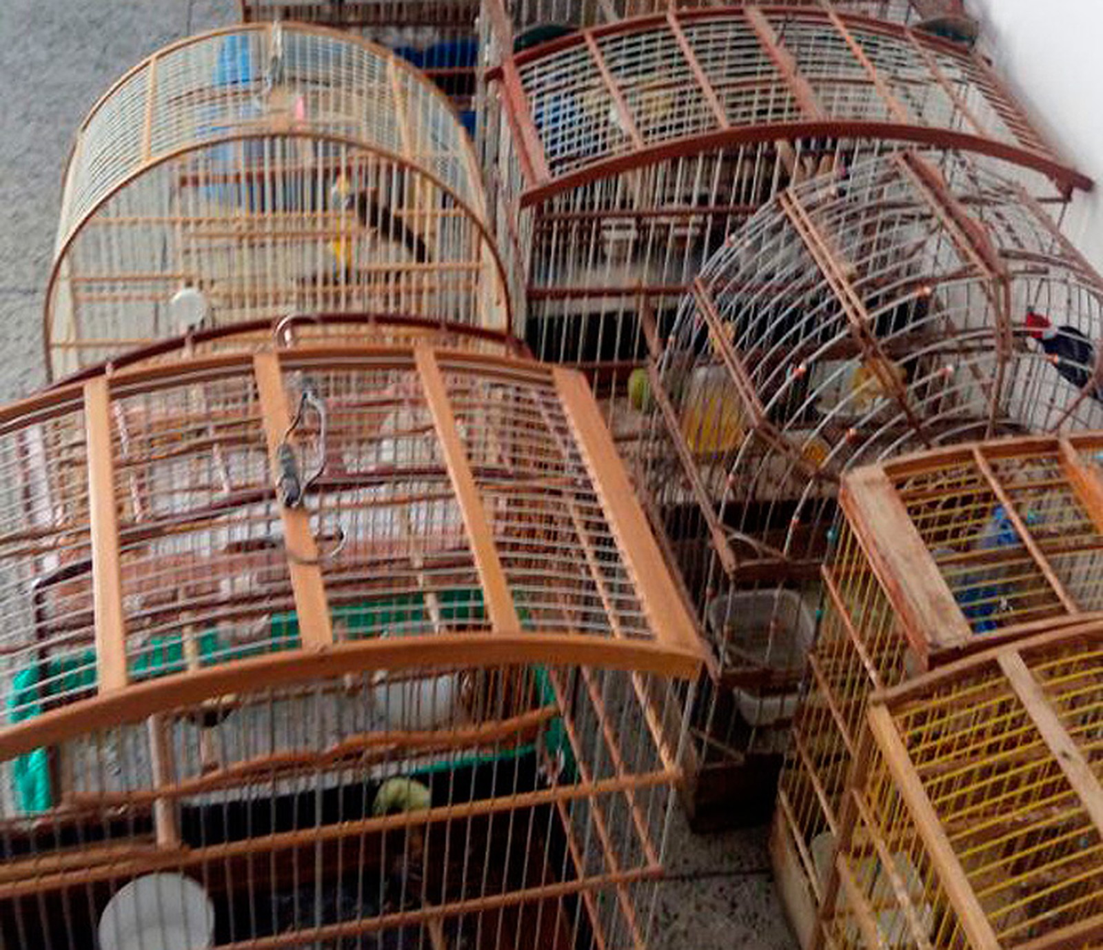Juazeiro: Pássaros vendidos ilegalmente são apreendidos