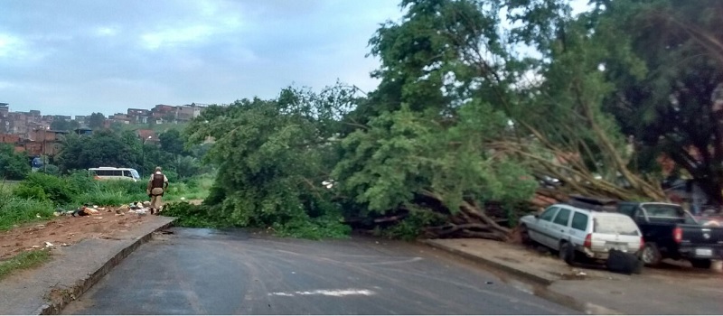 Queda de árvore sobre pista deixa trânsito de veículos interditado na Avenida Gal Costa