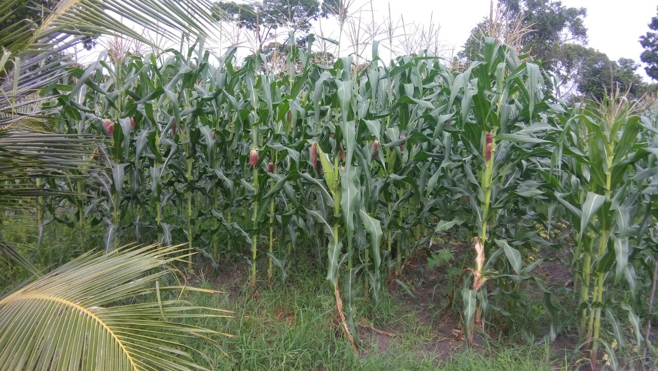 Agricultores de Camaçari iniciam colheita de milho