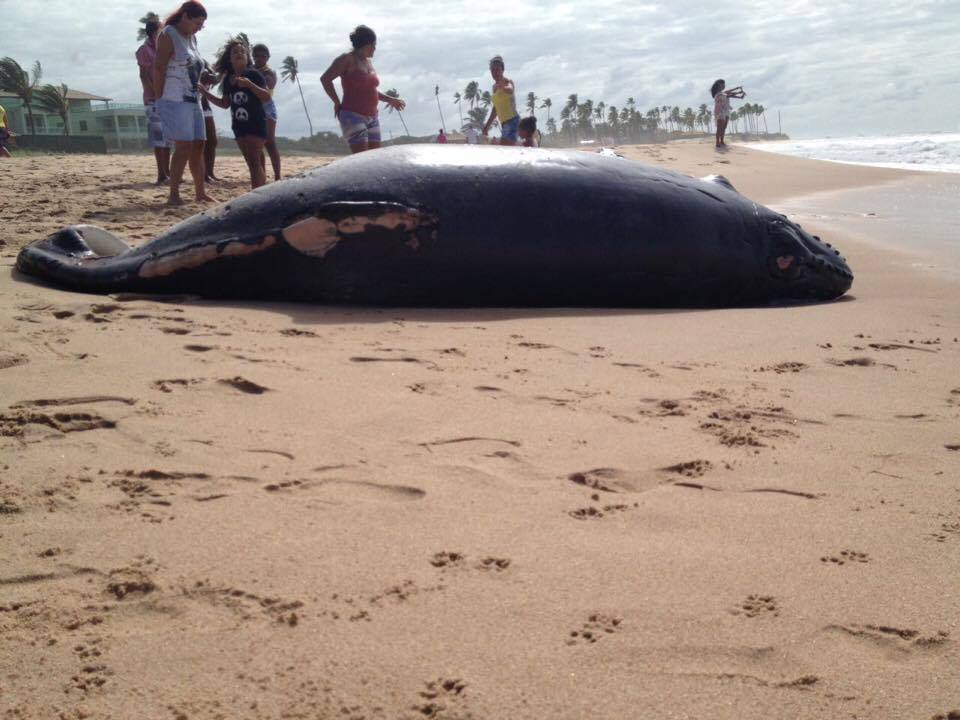 Vídeo: filhote de baleia é  encontrado morto em praia da orla de Camaçari