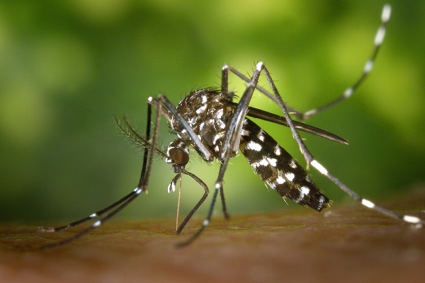 Número de notificações de dengue na Bahia tem aumento de 25 mil casos em menos de um mês