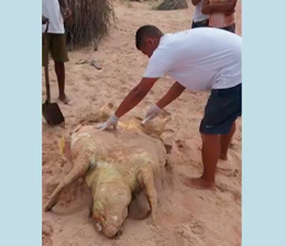 Tartaruga de mais de um metro é encontrada morta na orla de Camaçari