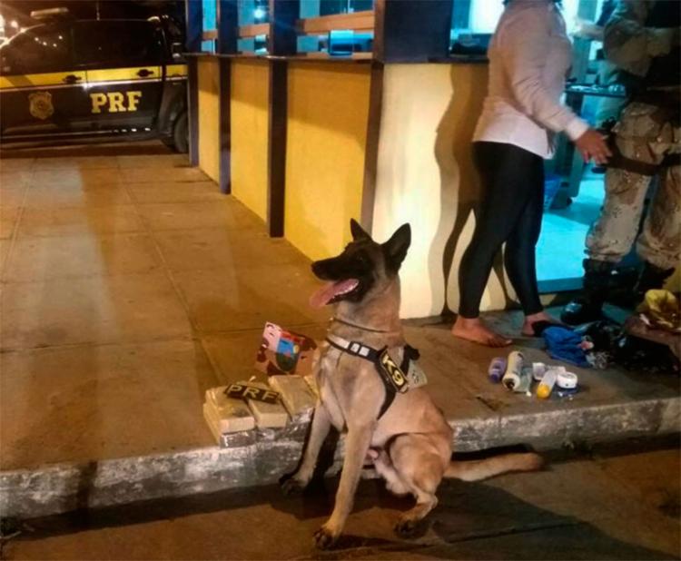 Polícia usa cão farejador e localiza droga em bagagem de adolescente na BR-101