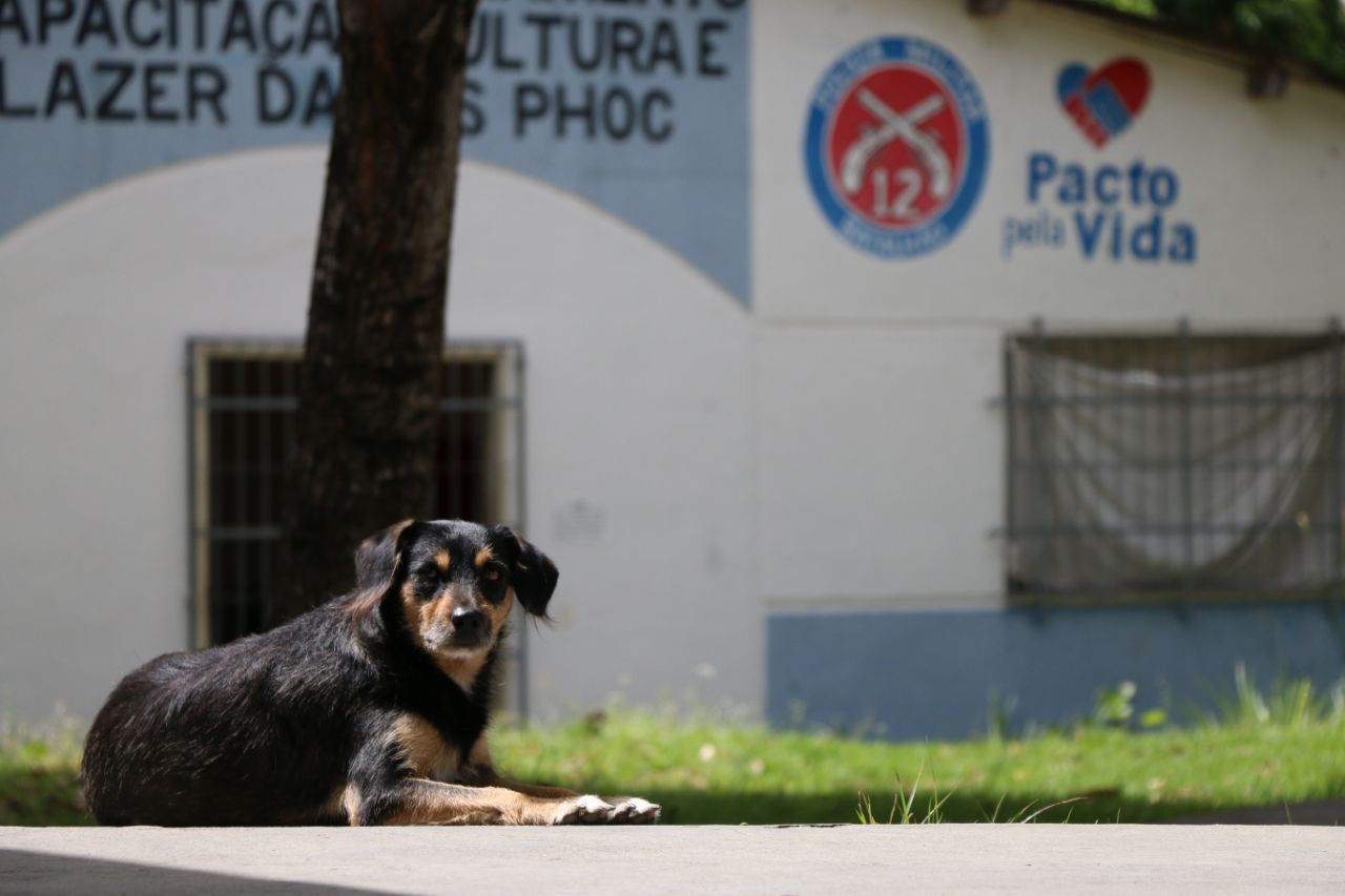 Conheça Xitara: a cadela “policial” de Camaçari