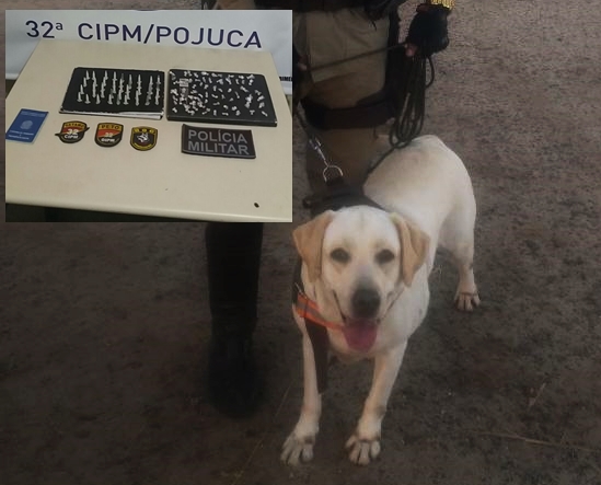 Traficante é preso e droga é apreendida em Pojuca com ajuda de cão farejador
