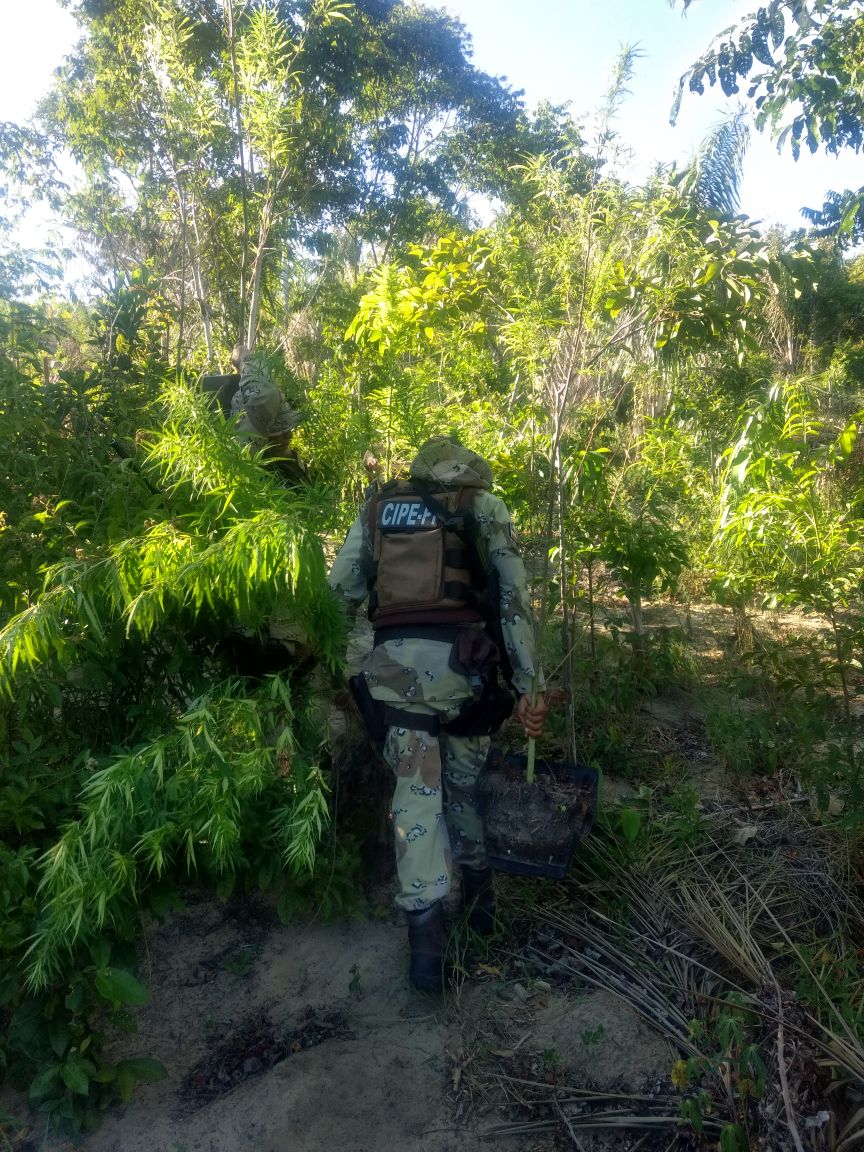 Polícia descobre plantação de maconha na ilha de Vera Cruz