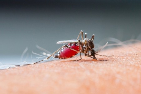 Cidade baiana vive epidemia de dengue, zika e chikungunya
