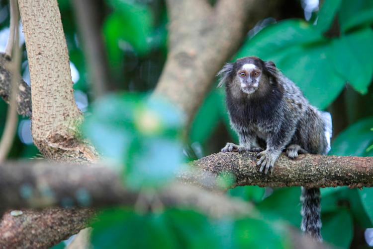 Número de macacos encontrados mortos e feridos em Salvador gera preocupação