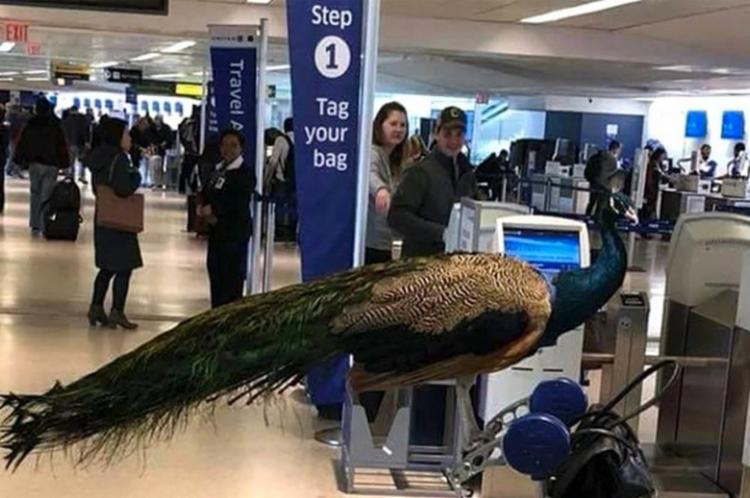 Mulher é impedida de embarcar em voo com pavão após comprar passagem para a ave