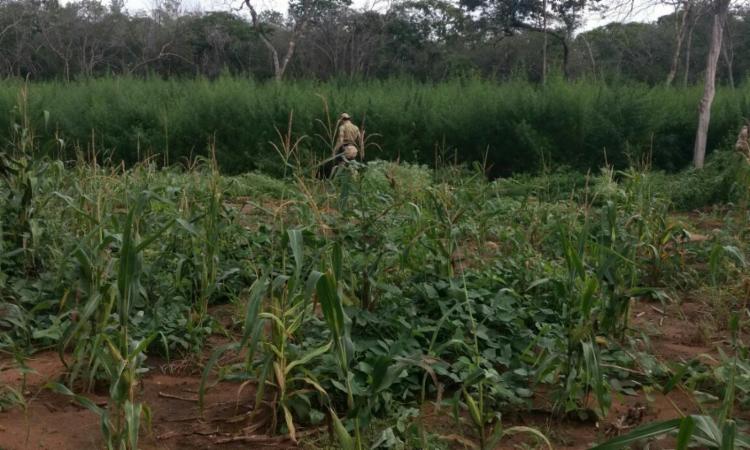 Polícia encontra plantação com 20 mil pés de maconha no interior da Bahia