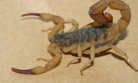 Moradores de Eunápolis sofrem com infestação de escorpião: “Achei um escorpião na cama do meu filho”