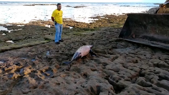Camaçari: golfinho é encontrado morto em Guarajuba