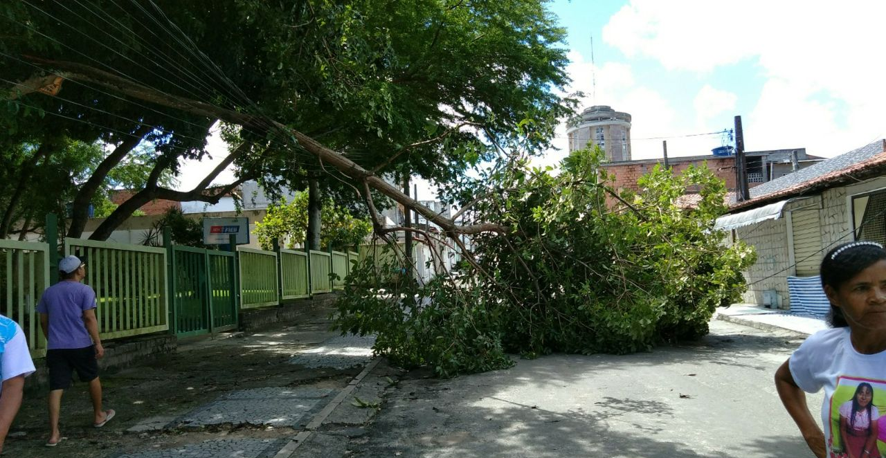Árvore cai sobre fiação elétrica em Camaçari