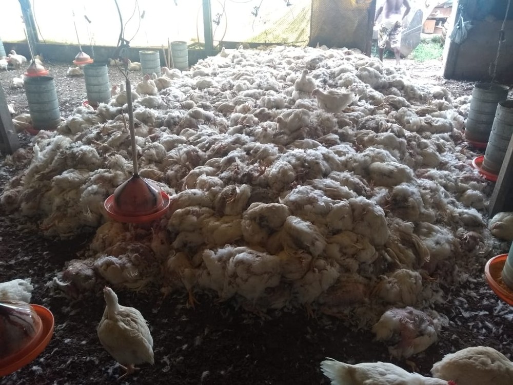 Greve: 50 mil aves morrem por falta de alimento em granja na Bahia