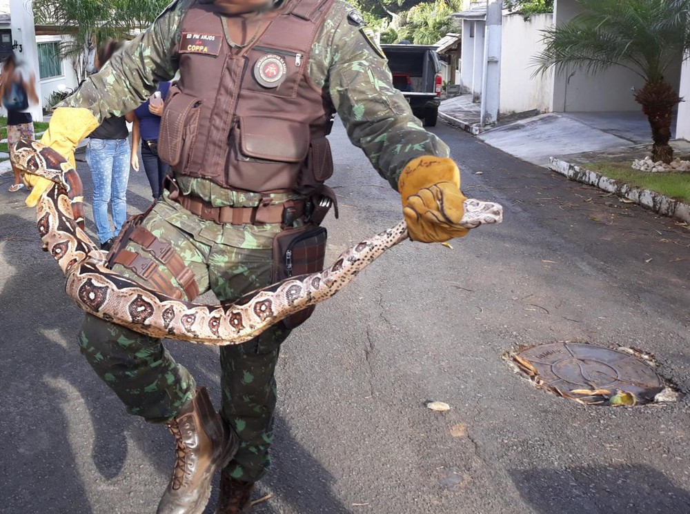 Cobra de 3 metros é encontrada dentro do condomínio em Lauro de Freitas