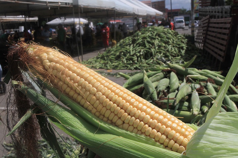 Feira do milho começa nesta quarta (20) em Camaçari