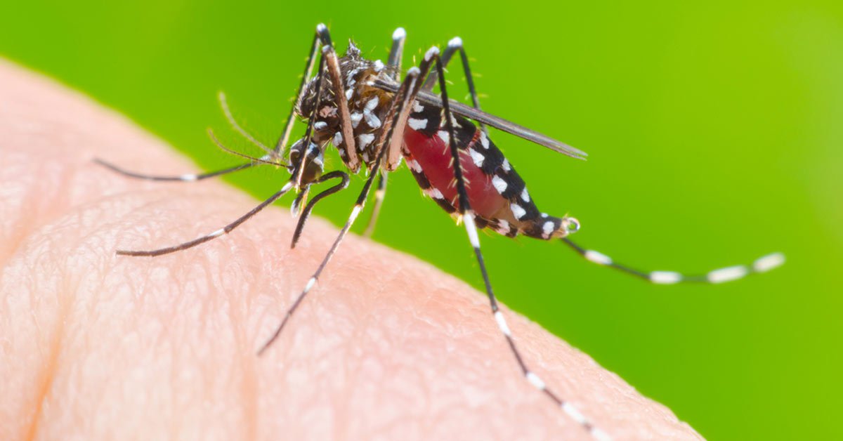 Quase mil cidades podem ter surto de dengue, zika e chikungunya