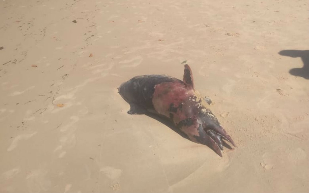 Golfinho é encontrado morto em praia no sul do estado 