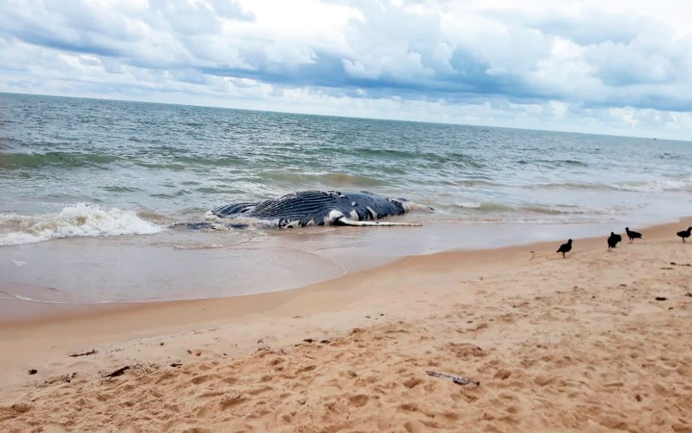 Baleia é achada morta em praia no sul do estado