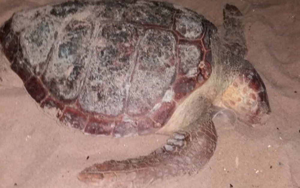 Salvador: moradores acham tartaruga morta na praia de Boa Viagem