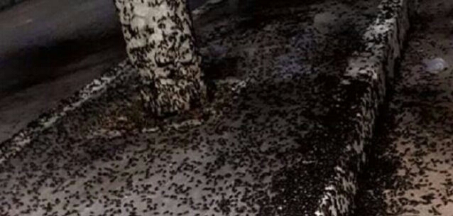 Município baiano é tomado por besouros e assusta moradores