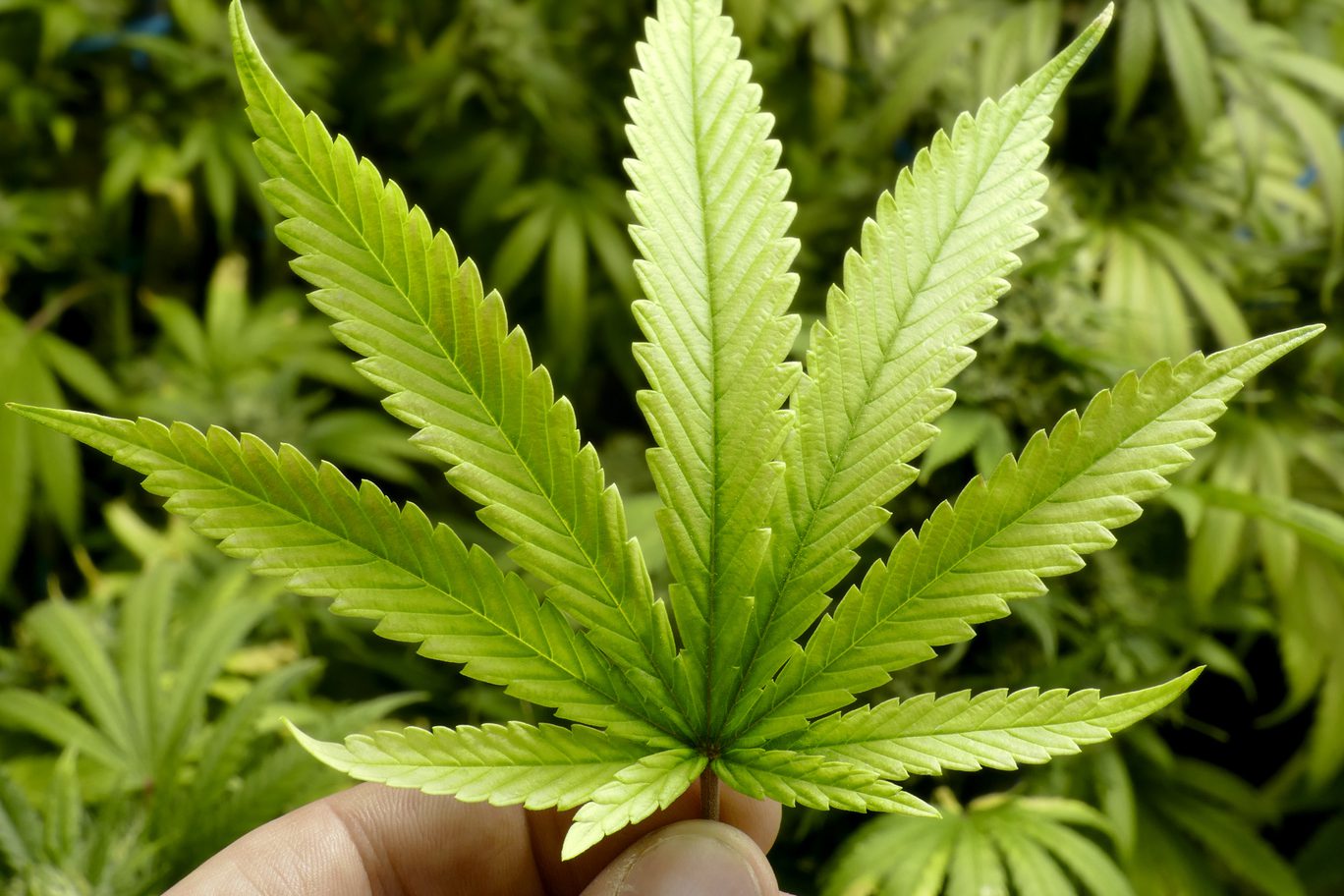 Medicamentos a base de cannabis devem ser inclusos na lista do SUS