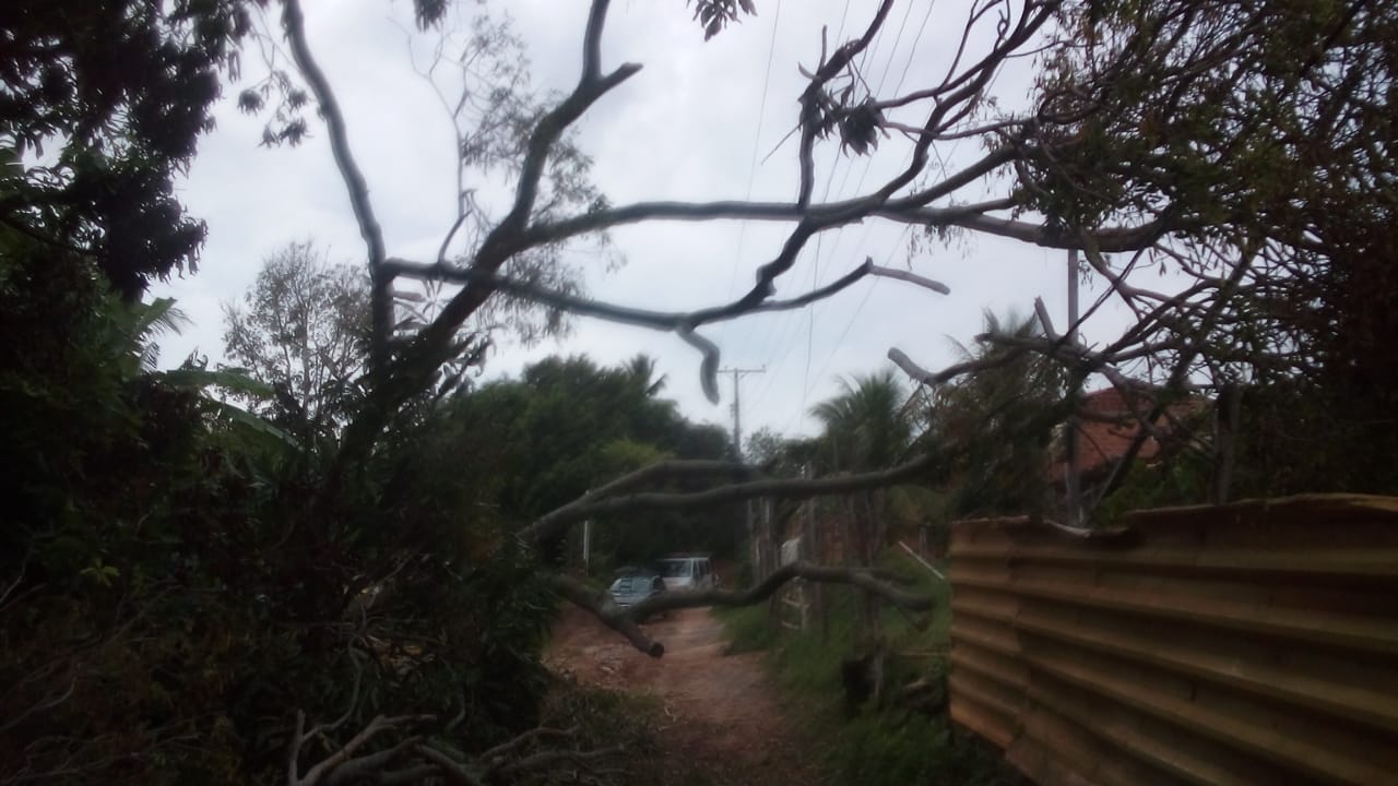 Raio derruba árvore na região do Coqueiro de Arembepe