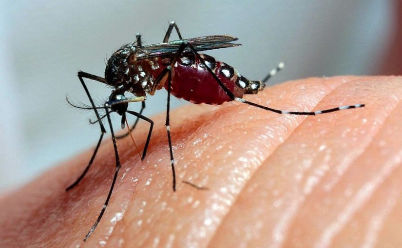 Bahia: 255 municípios estão em alerta para dengue, zika e chikungunya