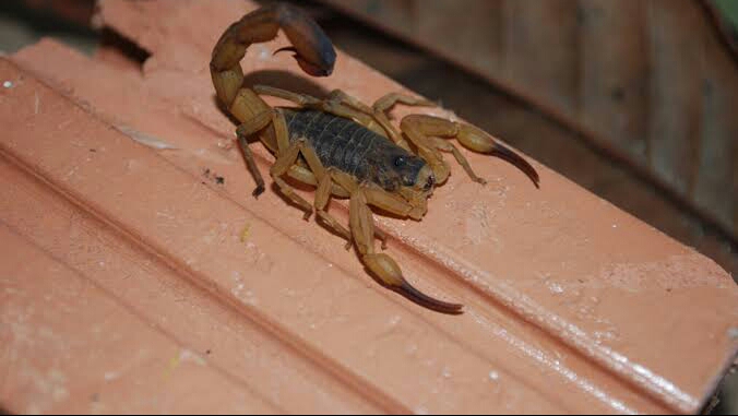 Saúde alerta para picadas de escorpião neste verão