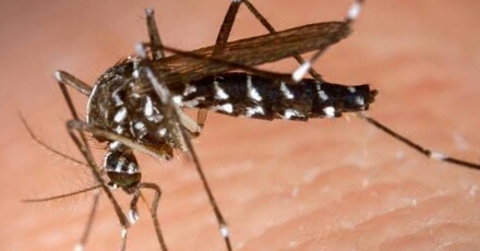 Sesab emite alerta sobre aumento dos casos de dengue em 2019