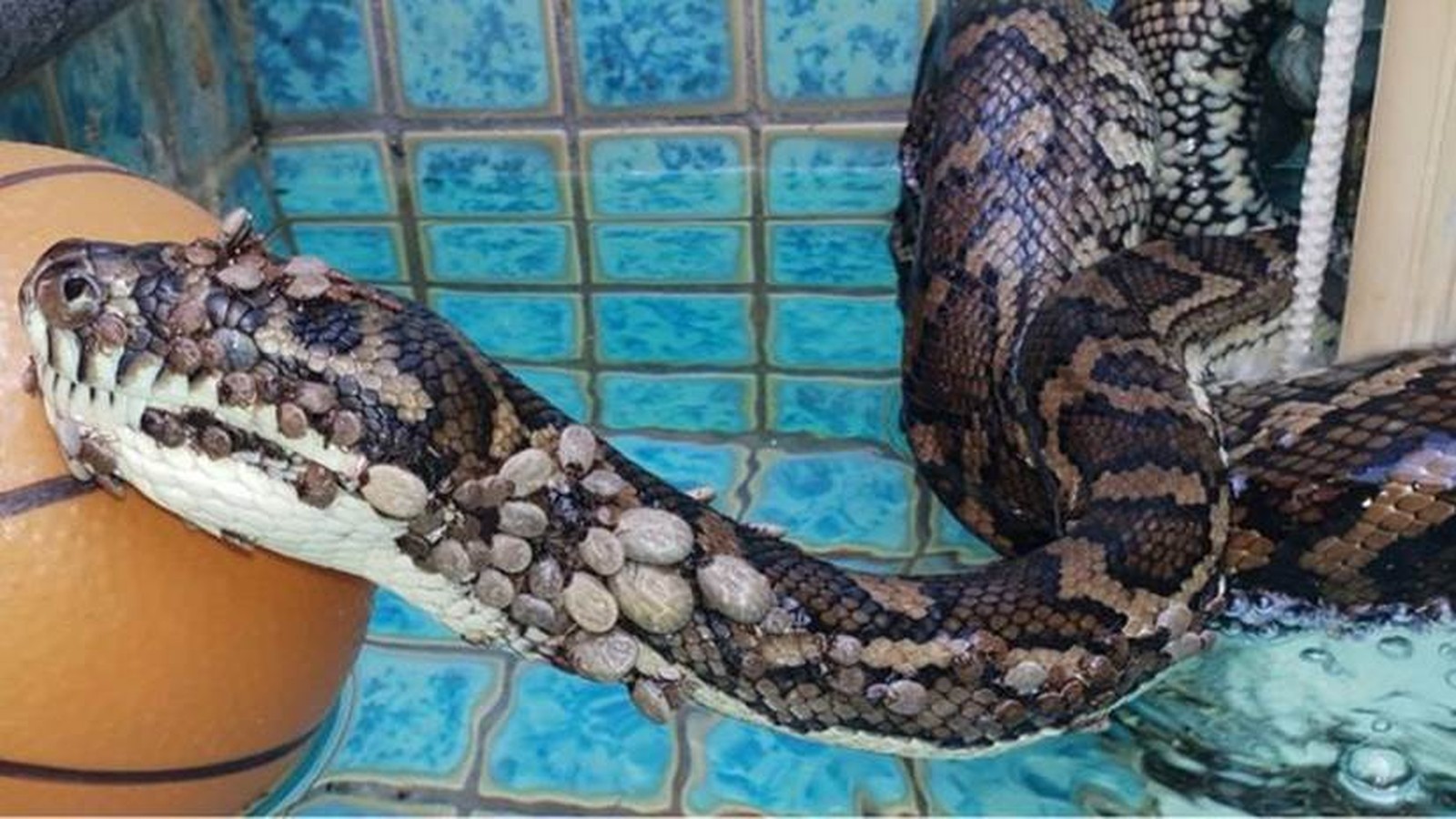 Cobra coberta por carrapatos é resgatada na Austrália
