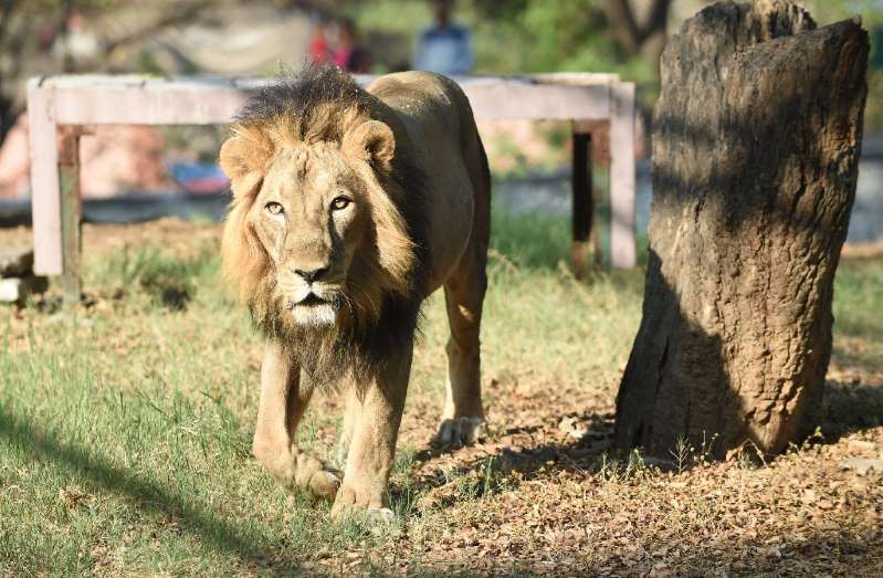 Homem morre após entrar em jaula de leões no zoológico