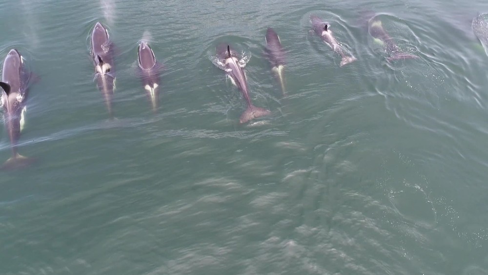 Espetáculo da natureza: baleias orca aparecem na Barra da Tijuca