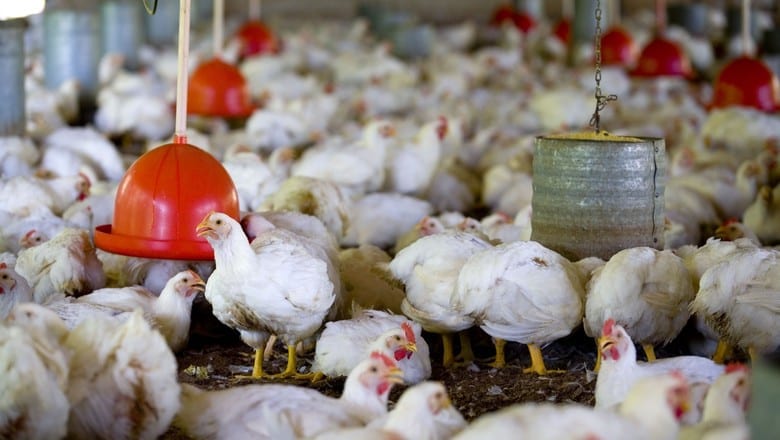 China detecta coronavírus em asa de frango importado do Brasil