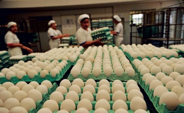 Produção de ovos bate recorde no país, diz IBGE