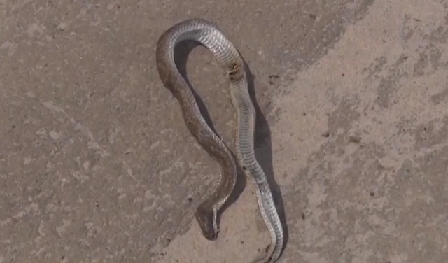 Bombeiros registram aparecimento de 14 cobras venenosas em Teixeira de Freitas