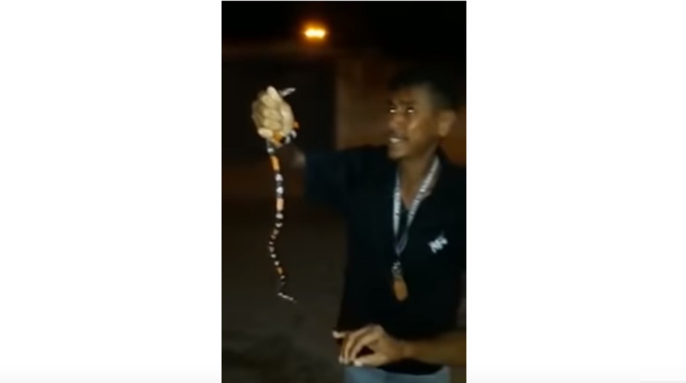 Homem aparece em vídeo  brincando com cobra-coral, é picado e morre na Bahia; assista