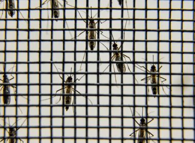 Música eletrônica reduz picadas e reprodução do Aedes aegypti, diz pesquisa