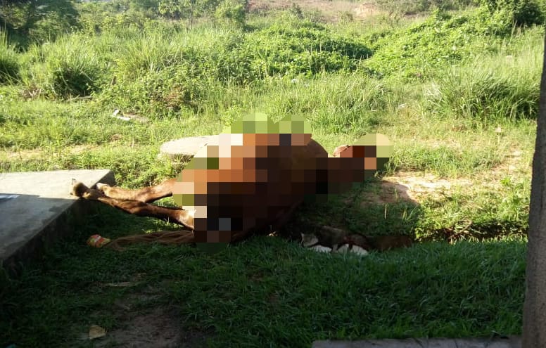 Camaçari: cavalo morto dentro de condomínio incomoda moradores