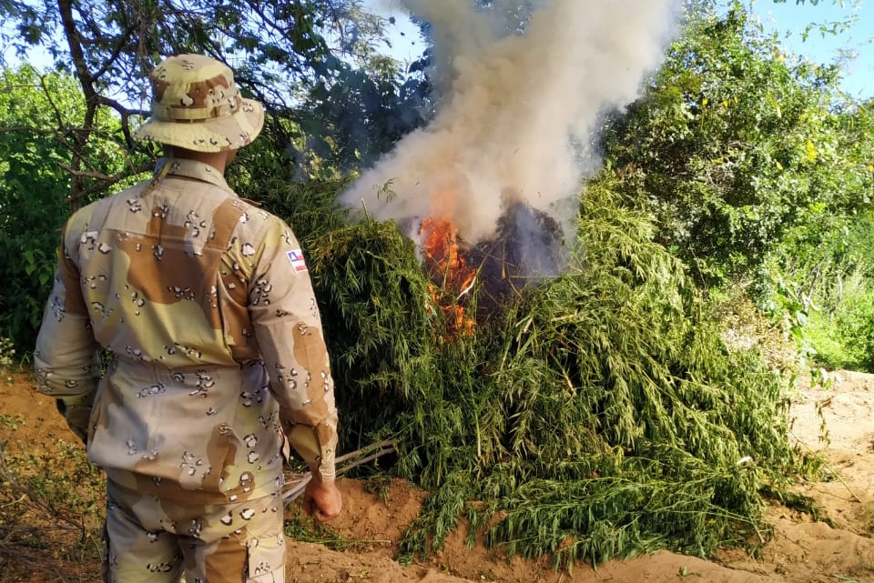 Caatinga erradica plantação com 1,5 tonelada de maconha em Abaré