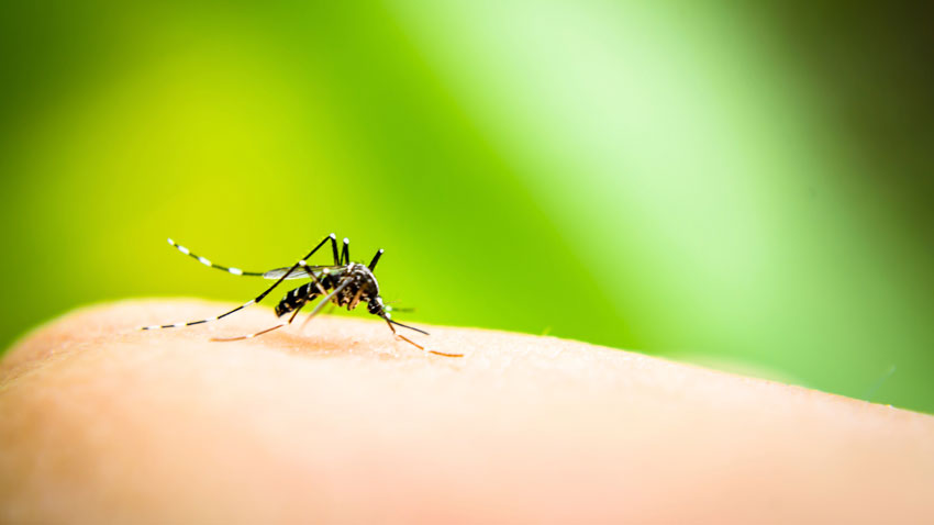 Dengue: casos apresentam aumento de 599,5% no Brasil, em 2019