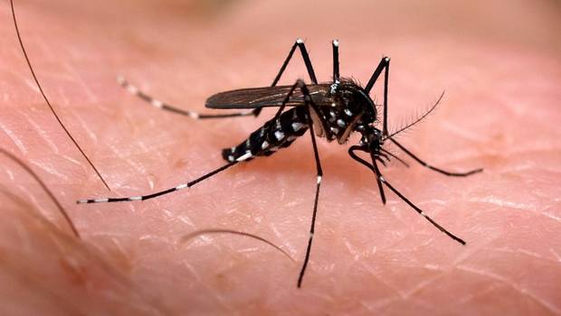 Mutirões de combate ao mosquito Aedes Aegypti seguem em Simões Filho