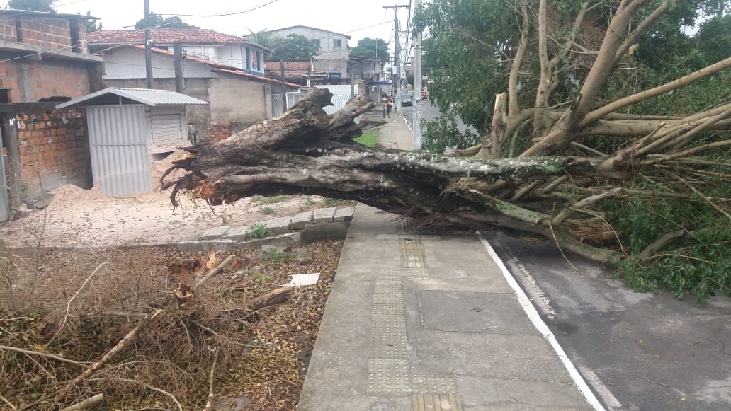 Camaçari: árvore cai e derruba dois postes no bairro dos 46