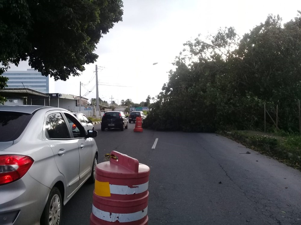 Lauro de Freitas: parte de árvore cai em avenida e via é interditada