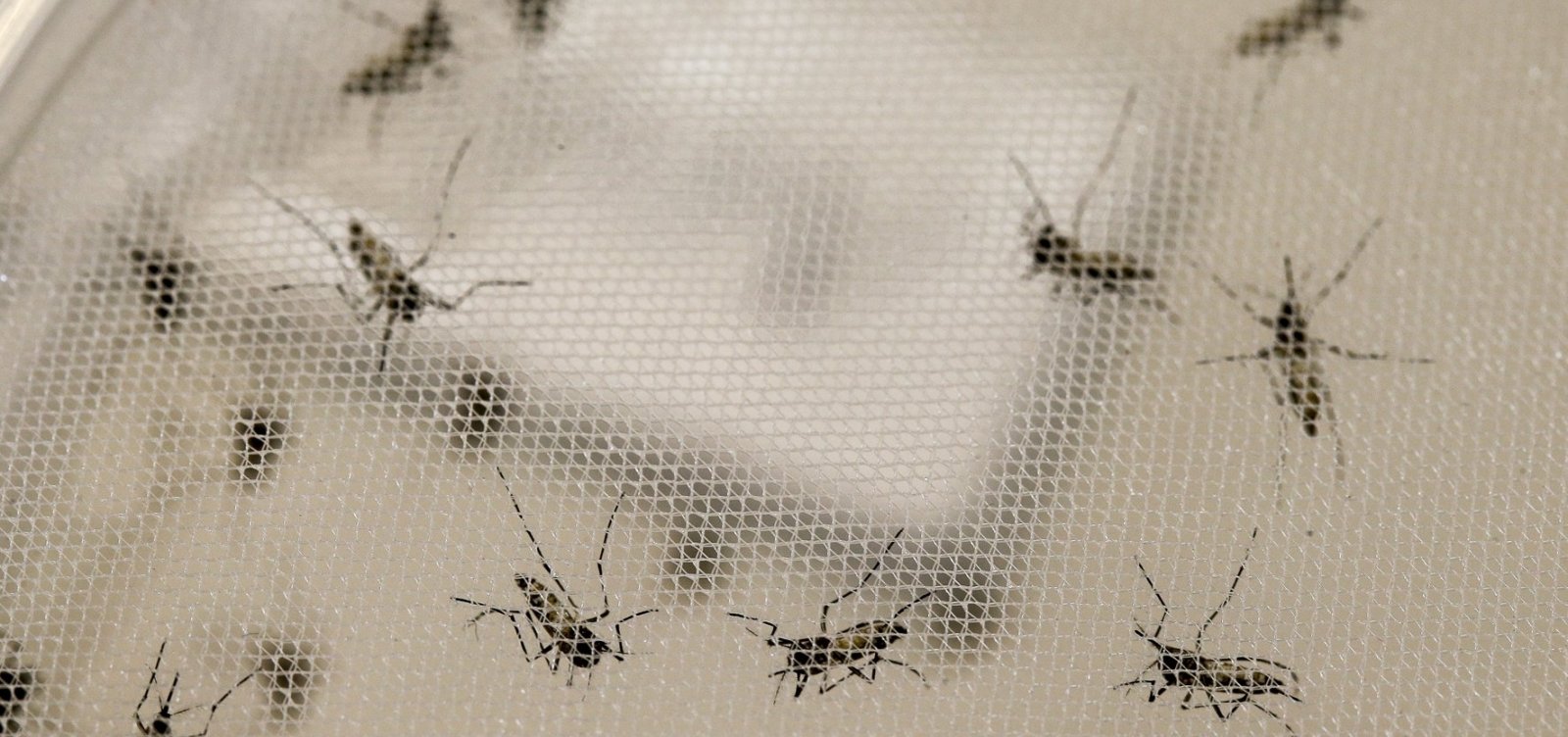 Epidemia de dengue já atinge 354 municípios baianos em 2019