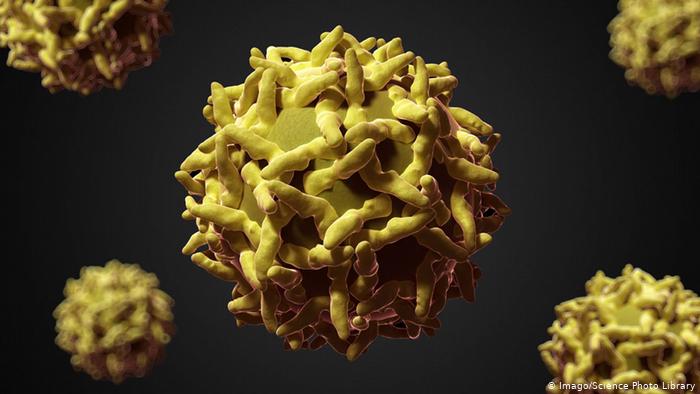 Pesquisa revela que risco de morte por febre amarela pode ser identificado mais cedo