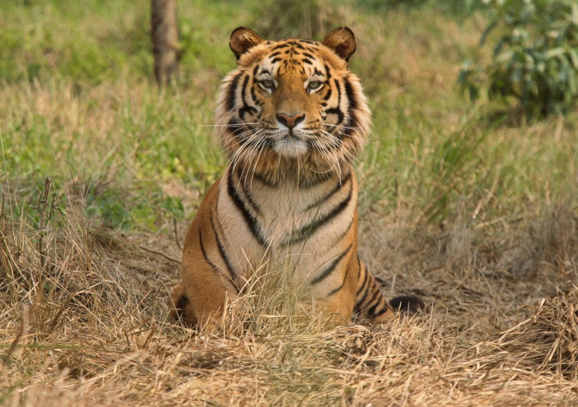 População de tigres na Índia cresce mais de 30% em quatro anos