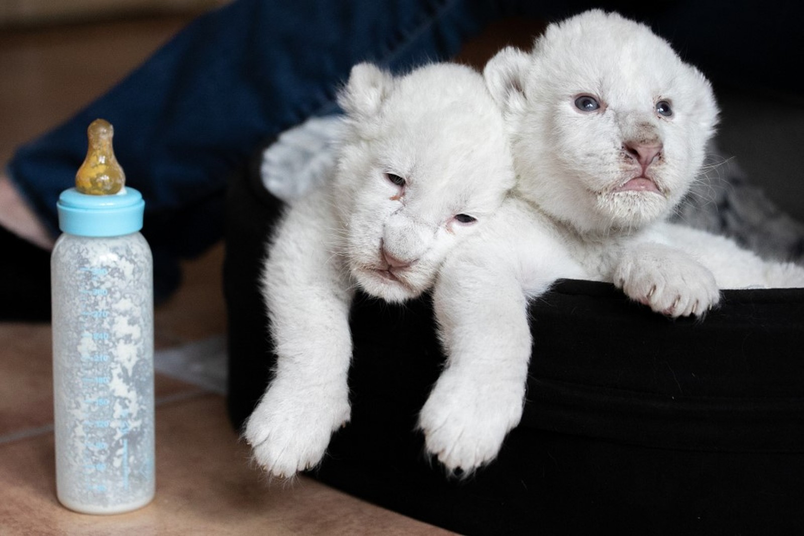Leões brancos que nasceram em santuário de proteção animal são batizados; os nomes homenageiam filme