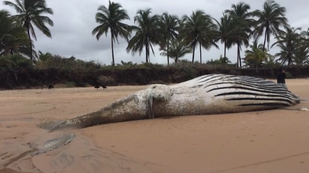 Baleia e filhote são encontrados mortos em praia no baixo sul do estado